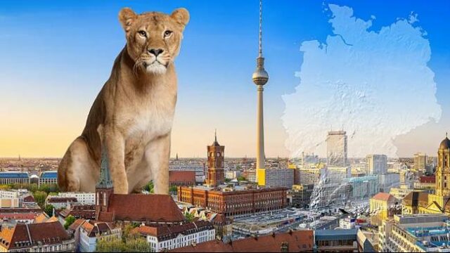Viral Singa di Jerman Lepas dan Warga Dihimbau Tidak Keluar Rumah